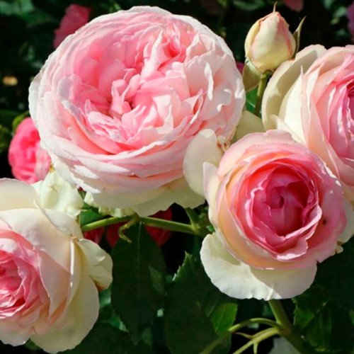 Саджанці П'єр де Ронсар плетисті троянди. Photo 2